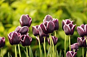 Purple tulips