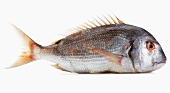 A pink gilt-head bream against a white background