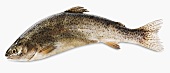A fresh trout against a white background