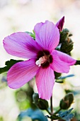 Lilac hibiscus flower (close-up)