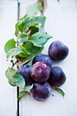 Fresh plums with leaves