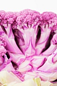 Pinker Blumenkohl