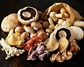 Still Life: Assorted Mushrooms