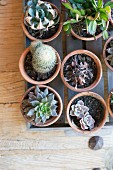 Top view of cacti and succulents in terracotta pots