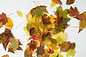 Colourful autumn leaves against a white background
