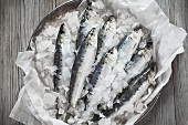 Raw sardines on ice