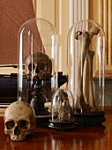 Skulls and bones in bell jars on antique wooden stands
