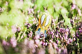 A chocolate Easter bunny hidden amongst the flowers in the garden