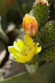 Cactus flowers on the plant