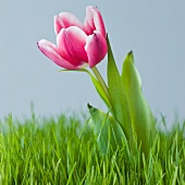 Close up of flower in grass