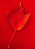 Studio shot of red fall leaf with water drops