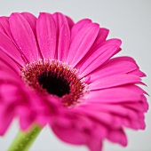 Purpurfarbene Gerbera (Close Up)