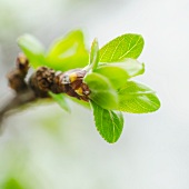 Blätter treiben am Zweig (Close Up)