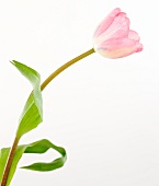 A pink tulip