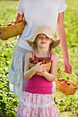 Mother and daughter picking fresh strawberries