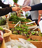 People buying lettuce at farmers market