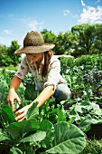 Junge Frau bei der Kohlrabiernte