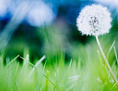 Dandelion in meadow