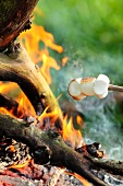 Marshmallows roasting over the campfire