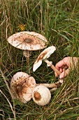 Hand pflückt Parasole auf der Wiese