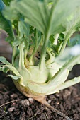 Kohlrabipflanze (Brassica oleracea Gongylodes) im Gemüsebeet