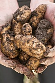 Hands holding freshly harvested potatoes