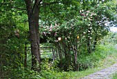 Paved path leading past garden with lit lanterns in rose bush