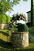 Climbing rose on arched trellis over old, stone well in Mediterranean garden