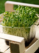 Cress growing in a small plastic container