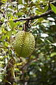 A durian fruit on a tree