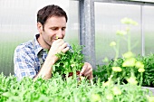 Mann riecht an Rucolapflanzen im Gewächshaus