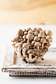 Shimeji mushrooms on wooden tray, close up