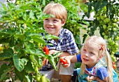 Germany, Bavaria, Boy and girl picking tomatoes in garden