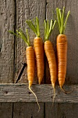 Four carrots leaning against a rustic wooden wall