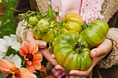 close up woman s hands holding green beef tomatoes in the garden outside in autumn