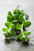 Sprigs of marjoram