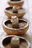 Mushrooms on a wooden surface