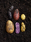 Assorted potatoes lying on damp soil