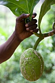 Breadfruit hanging from tree, close-up