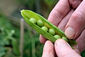 Hands holding an opened pea pod