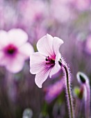 Pink flowers