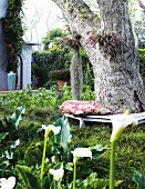 Thick tree trunk encircled by bench in densely planted garden; corner of house with climbing plants in background