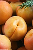 Frische Aprikosen mit Rosmarin (Close Up)