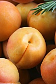 Fresh apricots with rosemary (close-up)