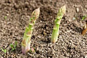 Green asparagus growing in the soil
