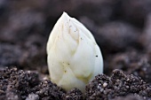 White asparagus in the ground (close-up)