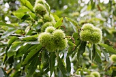 Chestnuts on the tree