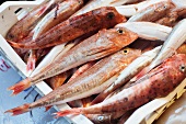 Fresh Caught Red Gurnard at a Market in Siracusa, Sicily