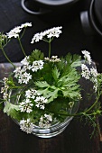 Coriander leaves with flowers in a glass