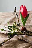 Small red tulip (Red paradise) with bulb, elder twigs and mistletoe sprigs on piece of wood on sacking